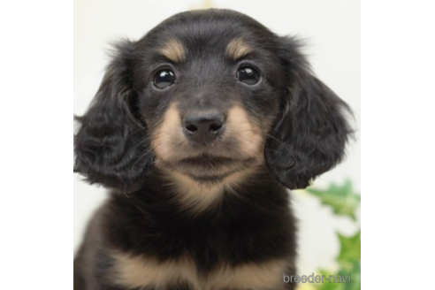 成約済の千葉県のカニンヘンダックスフンド(ロングヘアード)-219961の1枚目